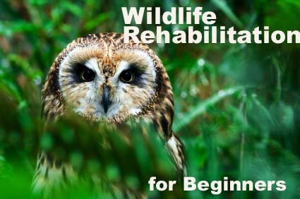 Animal Rehab