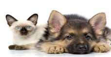Dog & Cat First Aid, Care & Maintenance