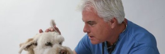 Dog Training Picture