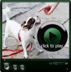 Course Video: Dog Training 101: A Guide for Beginners