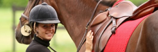 Horse Care Picture