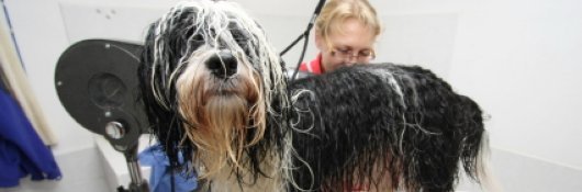 Dog Training Picture