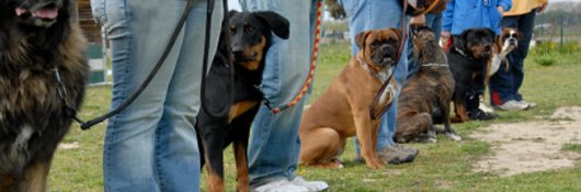 Dog Training Picture