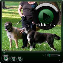 Course Video: Pet Sitting & Dog Walking Business 101
