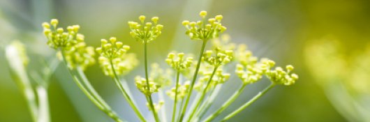 Herbs Picture